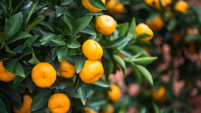 Motorists are being warned not to bring fruit into South Australia, or they risk being hit with a $375 fine.