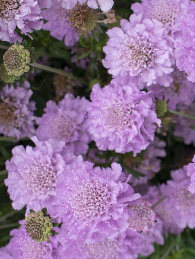 Scabiosa ‘Samantha’s Pink’