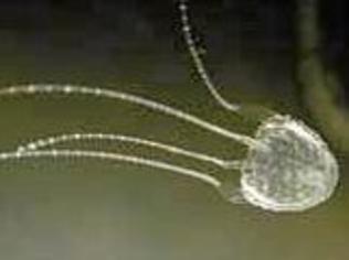 Three suspected Irukandji jellyfish stings have been reported at Fraser Island this week.