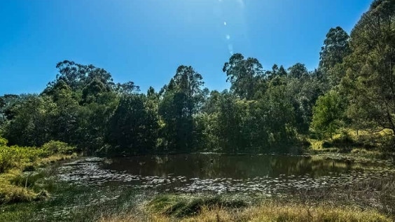 Photograph showing existing dam in the Currumbin Eco-Parkland.