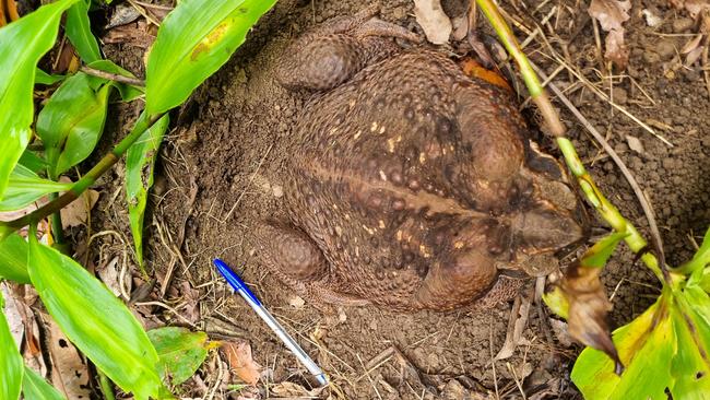 A giant cane toad found in Conway National Park in north Queensland weighs 2.7kg