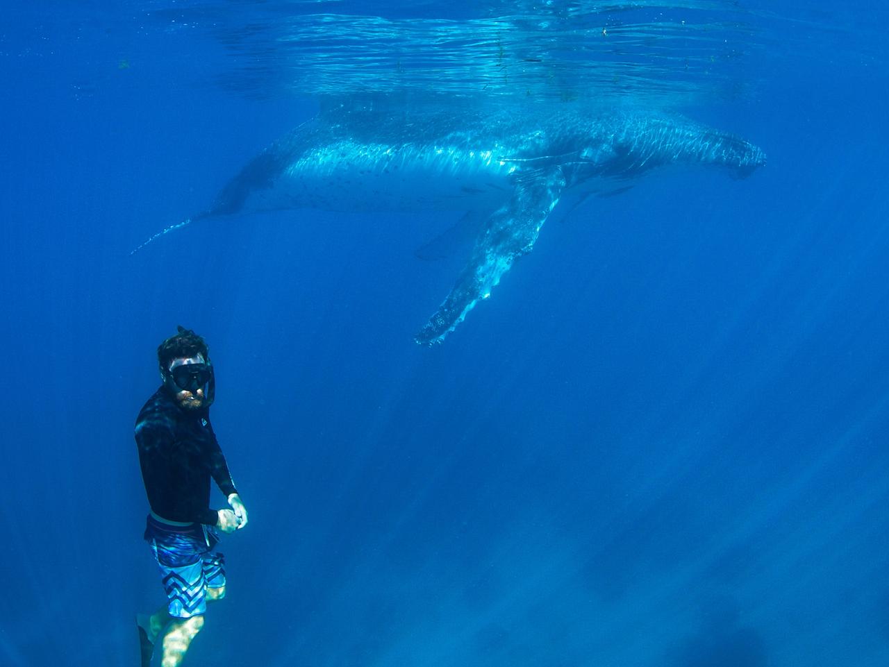 Ningaloo Reef Book A Swim With Humpback Whales Escape Com Au