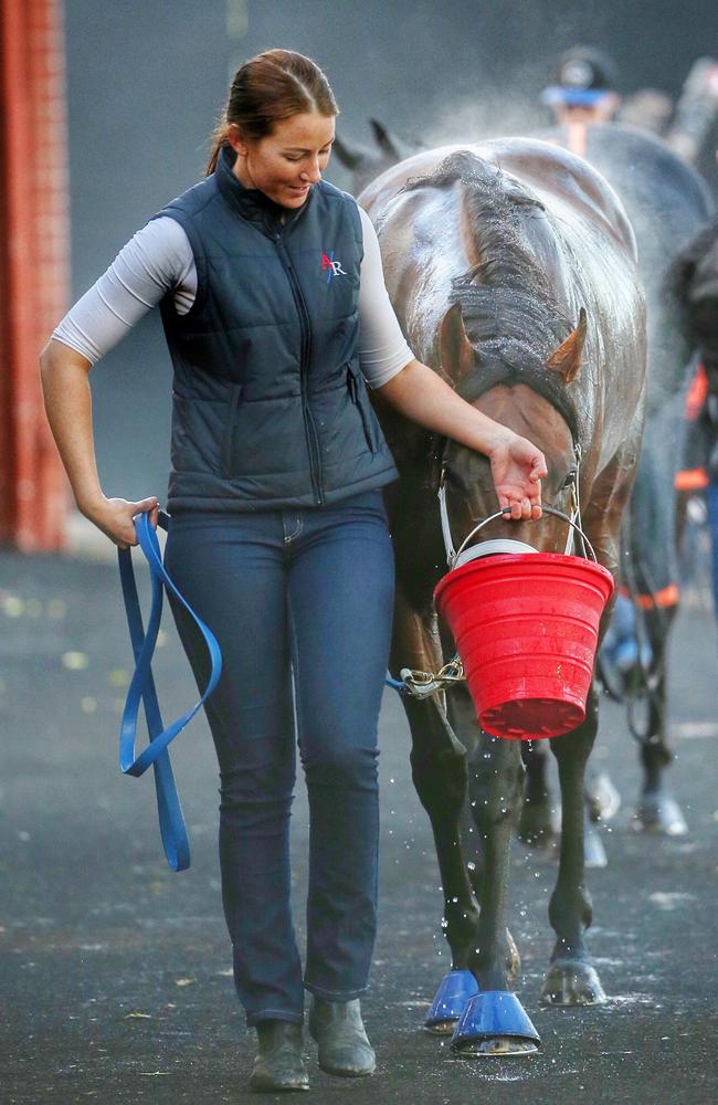 The Robert Smerdon-trained Under The Louvre enjoys a drink as he walks after his workout. Picture: Colleen Petch