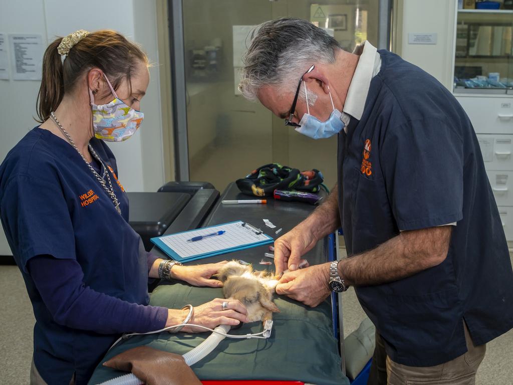 Prior to the release, the Greater Bilbies were given a final health check at the Taronga Western Plains Zoo’s Wildlife Hospital before travelling to the desert. Picture: Rick Stevens