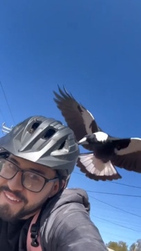 Man claims he's attacked by the same bird everyday