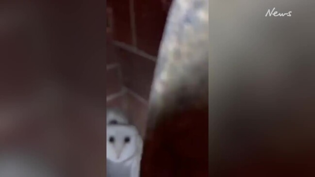 Owls discovered in fireplace