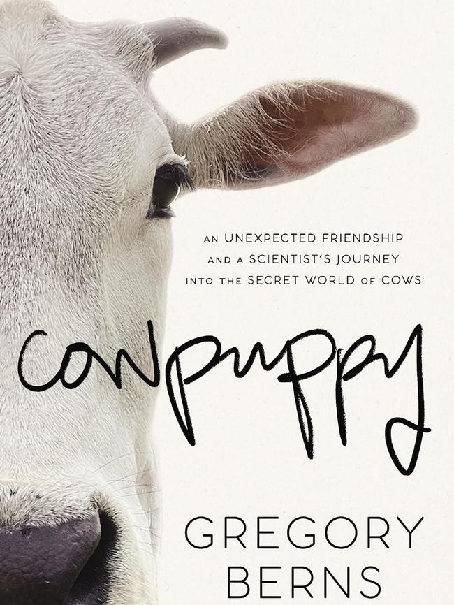 Cowpuppy by somebody or other