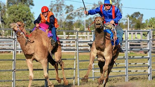 HUMP DAY: Nominations are now open for brave individuals looking to kick start their camel racing career at this year's Wandoan Camel Races. Picture: Contributed