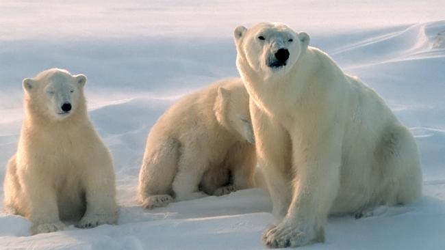 Polar bears in Canadian Arctic, Animal, Animals In The Wild, Arctic, Bear, Bear Cub, Canada, Cold Temperature, Cub, Horizontal, Nature, No People, Outdoors, Photography, Polar Bear, Snow, Wildlife, Winter, Generic, Thinkstock