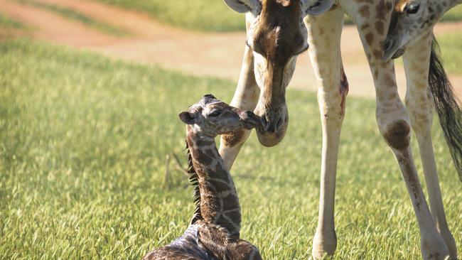 Monarto Zoo keepers were delighted to see third-time mum Korongo give birth to an adorable calf on Wednesday. Picture: Geoff Brooks