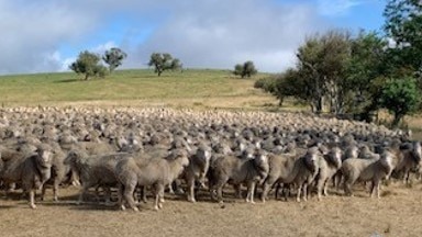 Police have reported Merino wethers stolen from a Bombala property. The sheep are ear tagged with green and orange NLIS tags labelled NB060533 and are mulesed. Picture: NSW Rural Crime Investigation Unit