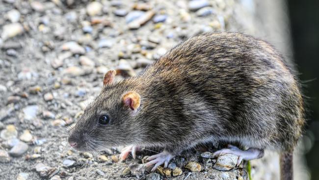 Rats were unwanted visitors at Southland shopping centre earlier this year.