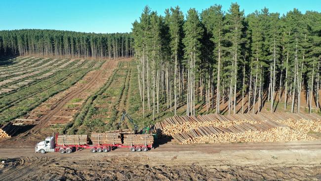 AXA IM Alts acquired a 24,000ha forestry plantation in the Green Triangle in 2021.