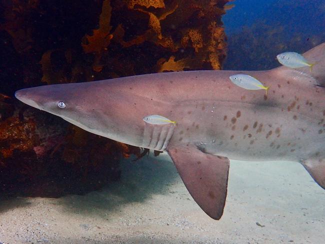 A grey nurse shark in the bay. Picture: Nick Dawkins