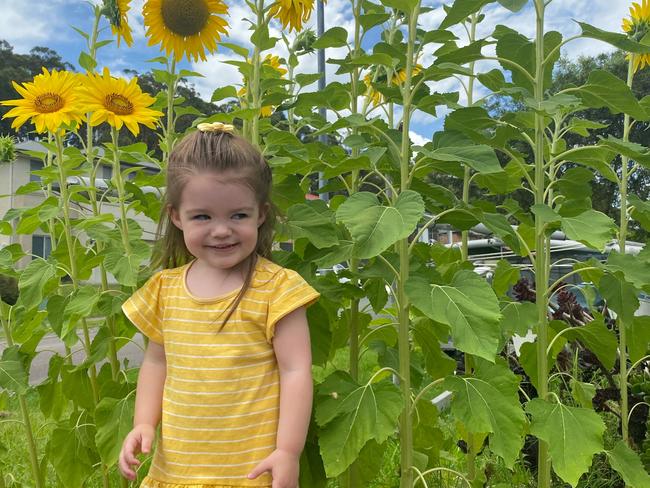 Charming, cheeky, cheerful, mischievous, energetic and very friendly.This photo was captured on a beautiful sunny day, wearing yellow matching the sunflowers. The photo captures the essence of Harper, SUNSHINE.