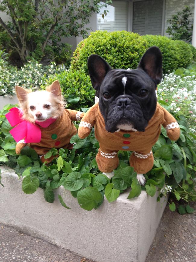 Peaches and Harvey, Santa’s little helpers. Picture: Nicole Abbott