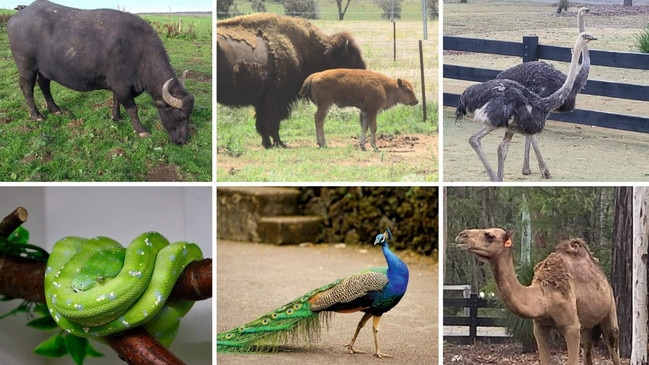 Some of the animals in John Taylor's amazing menagerie.