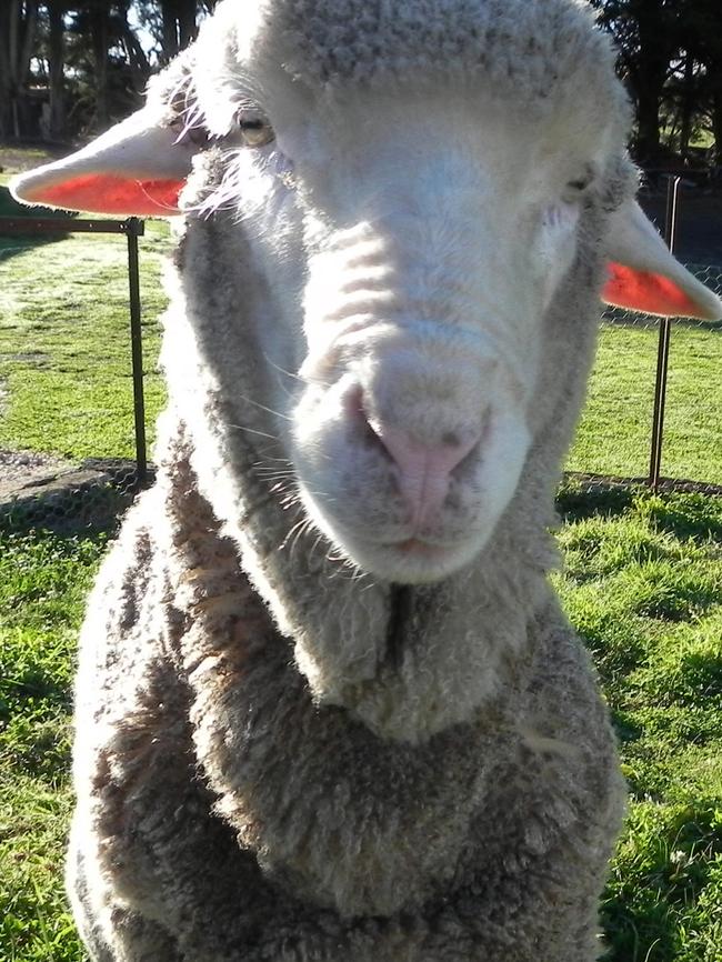 Babe the sheep has a special friendship with a ride-on mower.