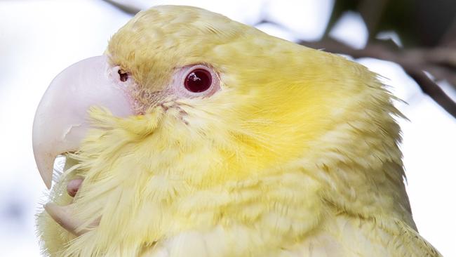 Tweety the yellow yellow tailed black cockatoo at Bonorong Wildlife Sanctuary. Picture: Chris Kidd