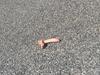 ‘Couldn’t believe my eyes’: Sex toys strewn en route to Humpty Doo