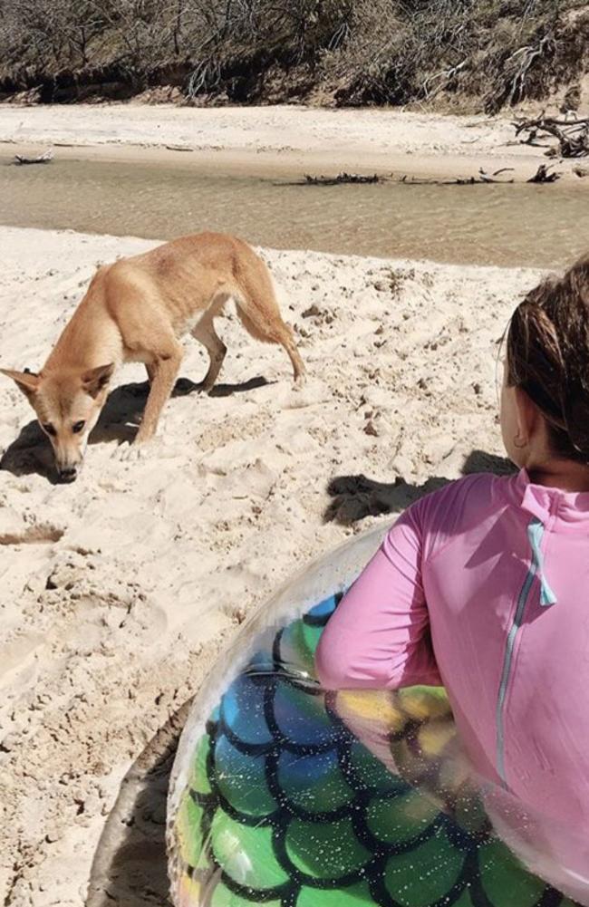 An Instagram image of a dingo on Fraser Island. 