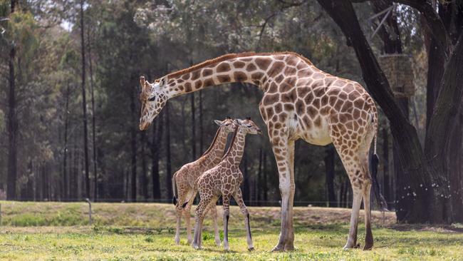 Taronga Western Plains Zoo giraffes.