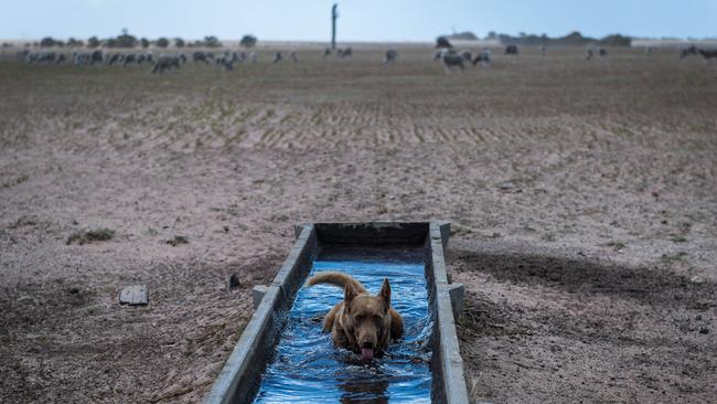 Oscar takes a well-earned drink while rounding up sheep at Dan Boland's Darriman property. Picture: Jake Nowakowski