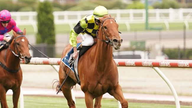 Luna Cat rises in grade but can continue on her winning way. Picture: Racing Photos via Getty Images