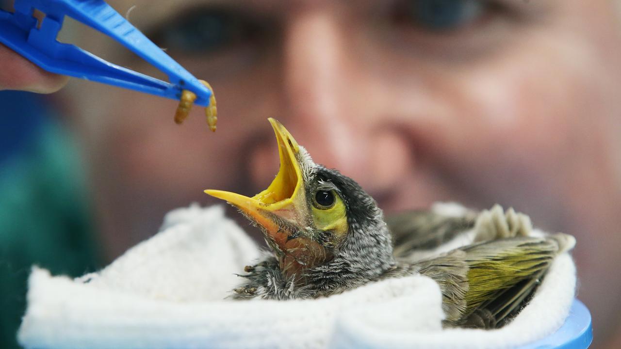 Currumbin Wildlife Hospital: What you should do if you see a baby bird ...