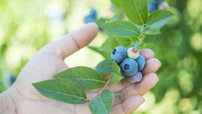 Blue Tongue berries: Fruit That Starts With B