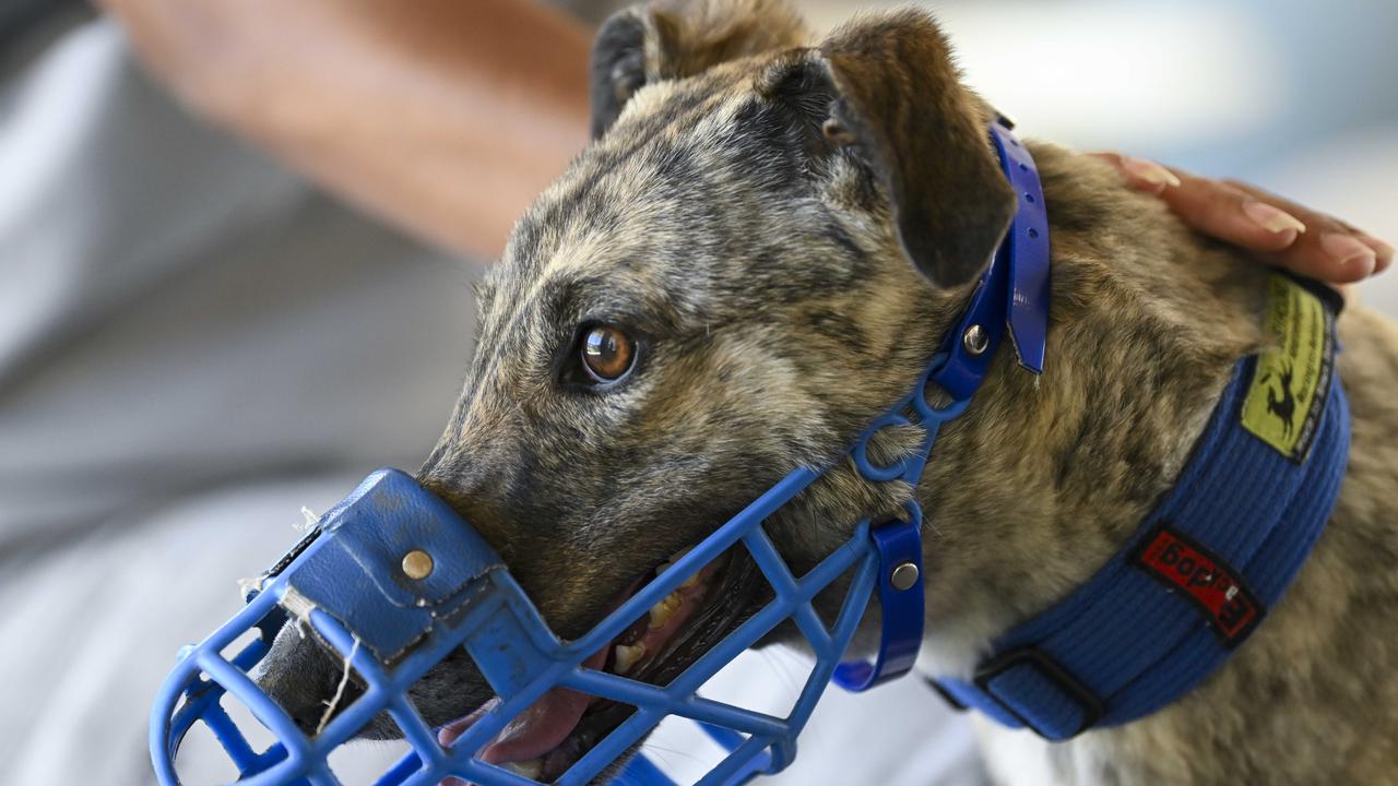 New live baiting scandal rocks Greyhound Racing Victoria