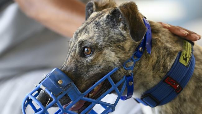 Prison inmate Sarah pats her ex racing greyhound called Nanna she is training to become adoptable during a visit to the Adelaide Womens Prison Visiting Centre where inmates get to see and spend time with their children in a non prison envirourment.Thursday,December,12,2024.Picture Mark Brake