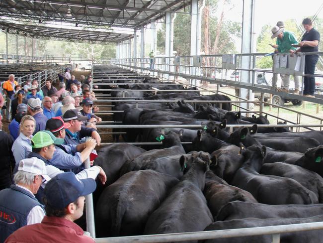 The lead run of grown heifers sold to $1910 at Yea, February 2021. PICTURE: Jenny Kelly.