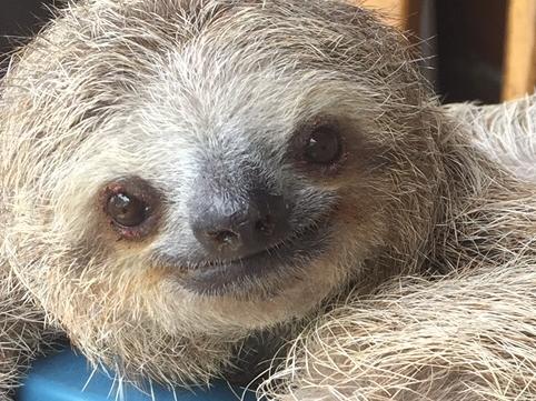 *** EXCLUSIVE - VIDEO AVAILABLE *** SAN JOSECITO, COSTA RICA - MAY 2015: Two rescued baby sloths take some time out in a bucket on May, 2015 in San Josecito, Costa Rica. A GROUP of doe-eyed sloths learn to climb by scaling and then swinging from the back of a rocking chair. Shot in May, this adorable footage was filmed by zoologist and broadcaster Lucy Cooke during a visit to the Toucan Rescue Ranch in Costa Rica. The wildlife rehabilitation centre uses a rocking chair to help teach the orphaned baby sloths how to climb ? as the swaying motion is similar to a tree. Lucy, who has been called the ?Spielberg' of sloth documentaries, has released a calendar dedicated to the super cute mammals. PHOTOGRAPH BY Lucy Cooke / Barcroft Media UK Office, London. T +44 845 370 2233 W www.barcroftmedia.com USA Office, New York City. T +1 212 796 2458 W www.barcroftusa.com Indian Office, Delhi. T +91 11 4053 2429 W www.barcroftindia.com