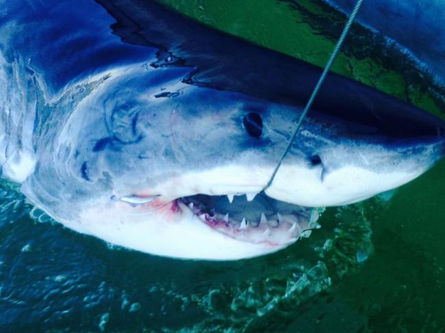 A 2.91m-long male white shark at Ballina in 2016.