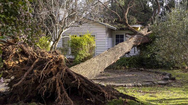 Severe storms brought down trees in the Dandenong Ranges. Picture: NCA NewsWire / Wayne Taylor