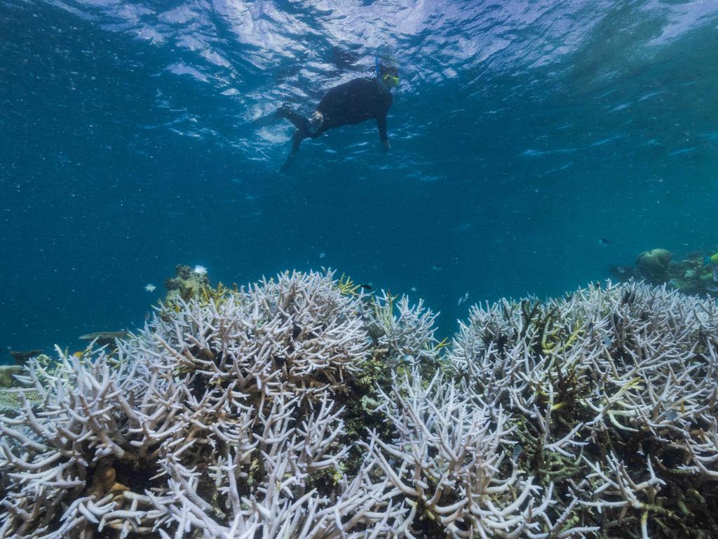 Coral bleaching on Stanley Reef, Great Barrier Reef. Picture: Harriet Spark