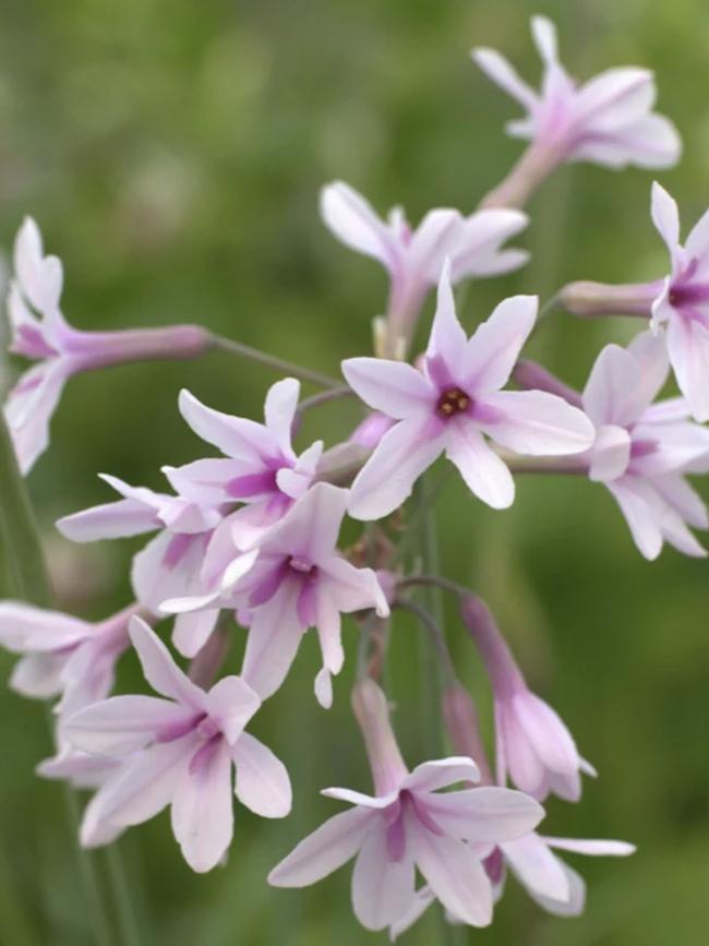 Tulbaghia ‘Purple Eye’