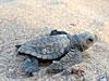 Baby turtle / AAP