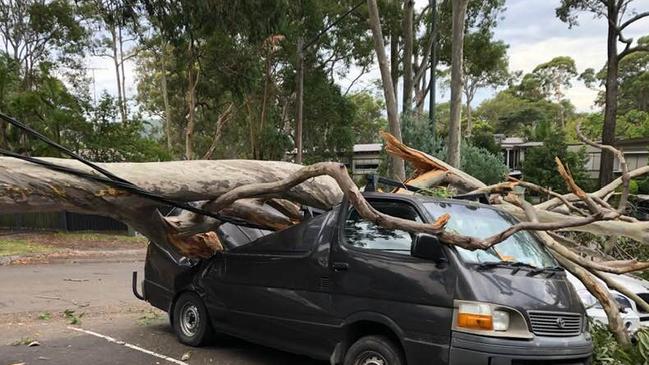 Cars were damaged after a large gum tree fell outside the Clareville Shops in Hilltop Rd, Clareville. Picture: Leslie Jenkins/Facebook 