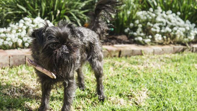 INSTAFAMOUS: Squid the griff. Photo Nick Clayton.