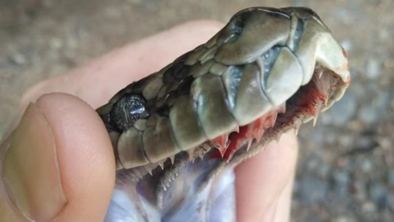 This python was captured by Gympie Snake Catcher Ed Smith in October 2019. Photo: Gympie Snake Catcher