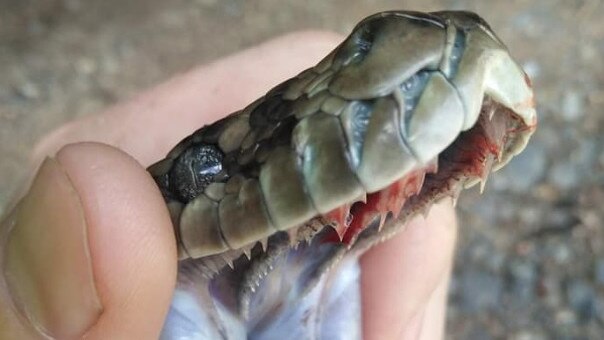 This python was captured by Gympie Snake Catcher Ed Smith in October 2019. Photo: Gympie Snake Catcher
