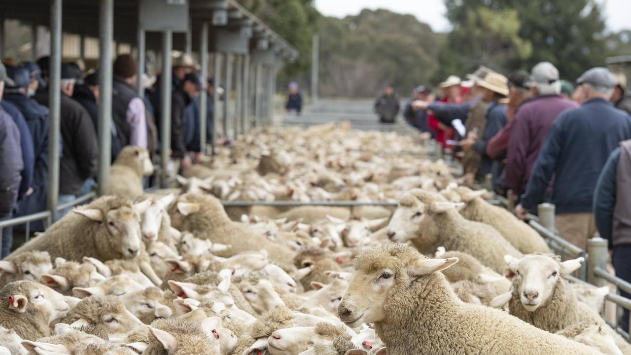 Brakes hit on lamb prices