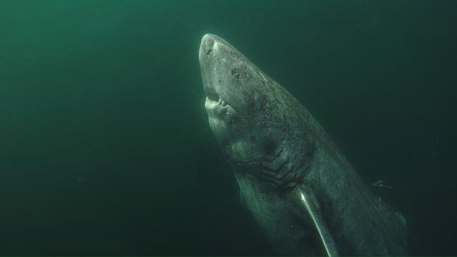 A Greenland shark, swimming in the Arctic Fjord, could hold the key to the fountain of youth. Picture: Julius Nielsen