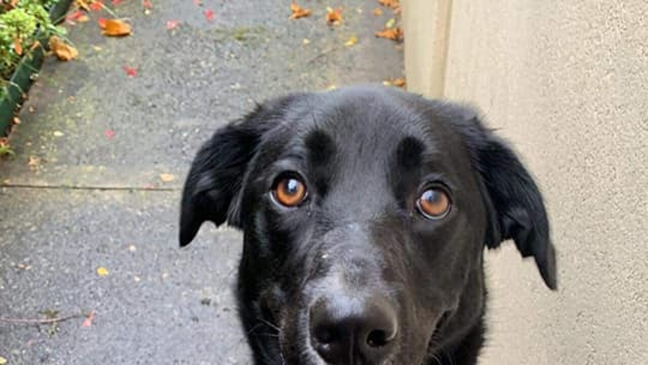 Tassie's cutest big dog nominee: Hugo - Border Collie x Labrador