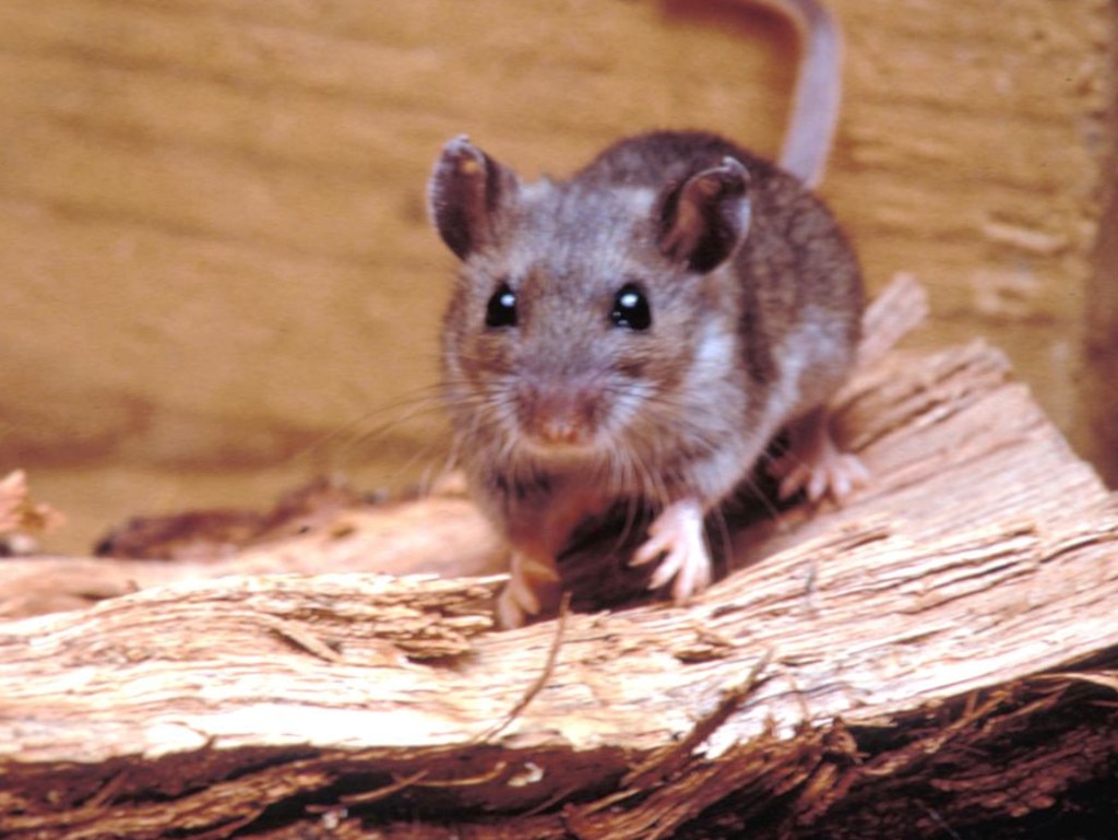 Deer mice, like the one seen here, carry hantaviruses in North America. Picture: Smith Collection/Gado/Getty Images