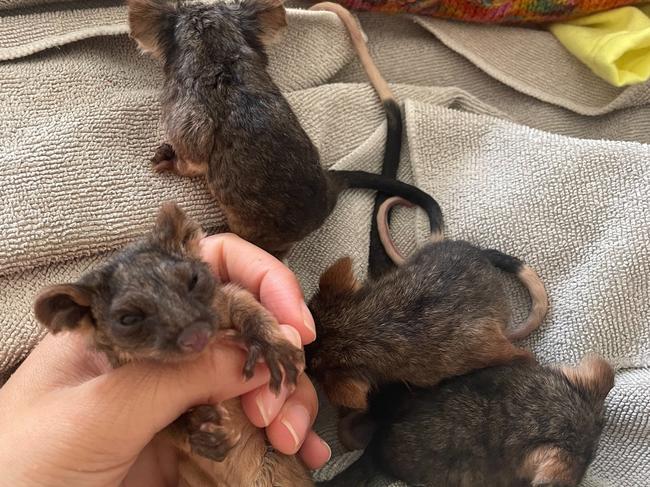 These four ringtail possums are among dozens of animals rescued by Wildlife Victoria from rising flood waters. Picture: Wildlife Victoria