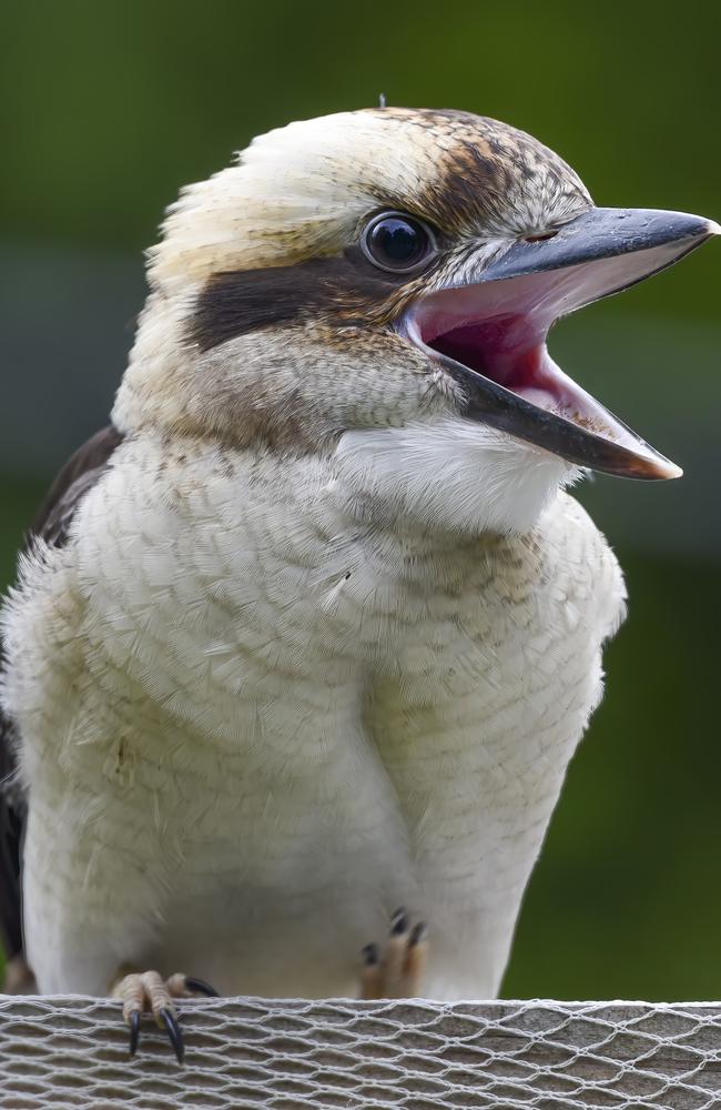 It’s a kookaburra – not Satan. Picture: iStock