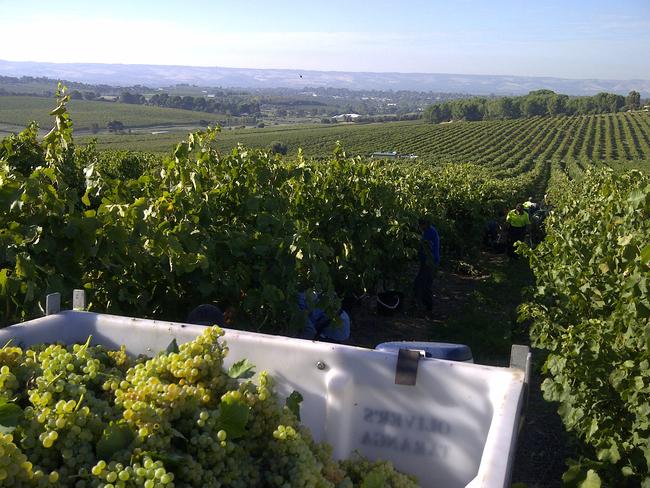 The vineyards of Oliver Taranga.